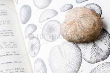 Fossil Sea Urchin on guide identifiaction Vercors France