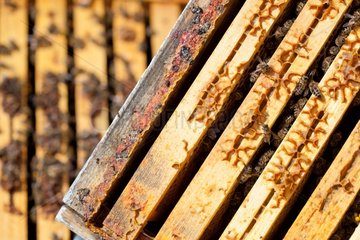 Warré hive frames with bee and propolis France