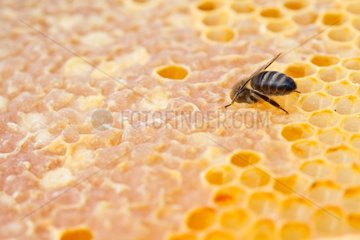 Bee on a range of cells before capping honey France