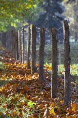 Fence wire and dead leaves Perigord France