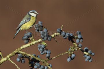 Blue Tit perched on a Blackthorn in winter - GB
