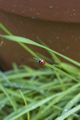 Ladybug seven points on a blade of grass France