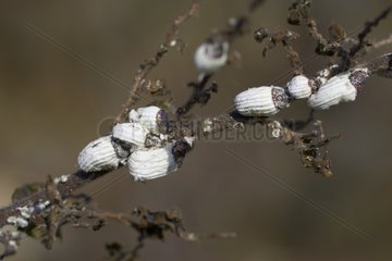 Wingless females of Australian Mealybugs Ariège France