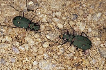 Courtship of two Green tiger beetles France