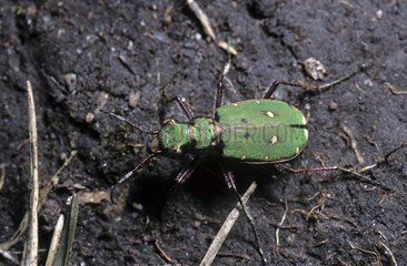 Imago of a Green tiger beetle hunting on soil France