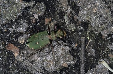 Imago of a Green tiger beetle hunting on a rock France