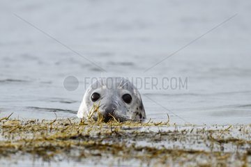 Portrait of a Grey seals in Iceland