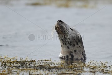 Grey seal in Iceland