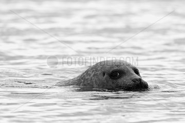 Grey seal in Iceland