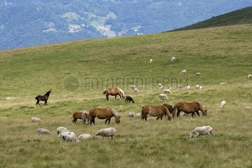 Horse and sheep in mountain pastures Arp Pyrenees France