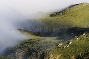 Mist and herds Port de Bales Pic Areng Pyrenees France