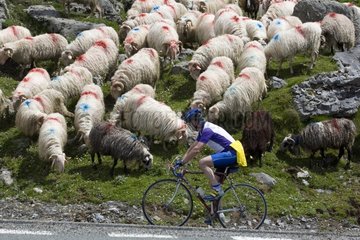 Cyclist and Ewes Basco-Bearnais Pyrenees France