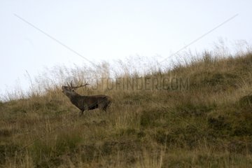 Deer bellowing in a meadow Pyrenees France