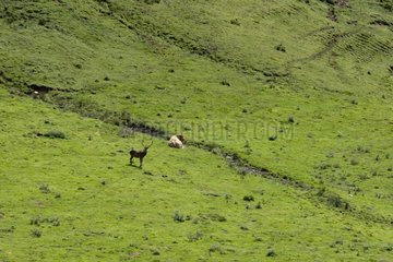 Deer and cow lying in a mountain pasture Pyrenees France