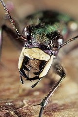 Portrait of Green tiger beetle showing mandibles France