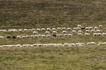 Flock of sheep in mountain pastures Comminges Pyrenees France