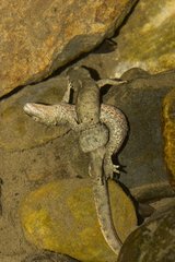 Coupling Pyrenean brook newt underwater France
