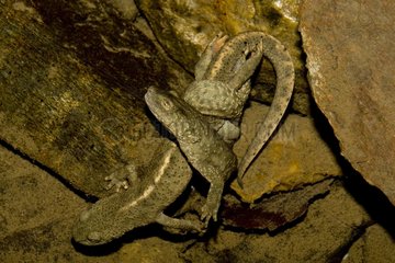 Coupling Pyrenean brook newt underwater France