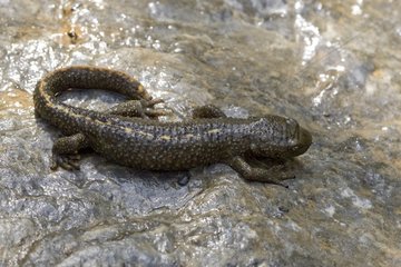 Pyrenean brook newt on rock Pyrenees France