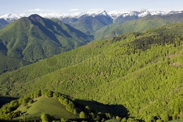 Beech Grove and peak Berne Couserans Pyrenees France