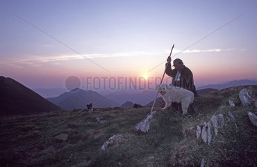 Shepherd and Dog on the summer pastures at the dawn of Arreaou Pyrenees