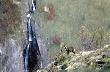 Pyrenean Chamois before a cascade Pyrenees France