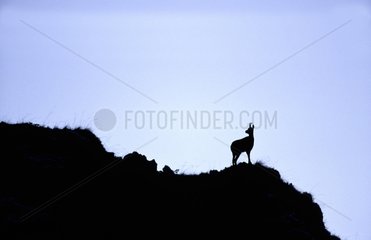 Pyrenean Chamois silhouette on rock Pyrenees France