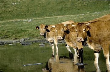 Limousine cow in a lake in summer pastures Pyrenees France