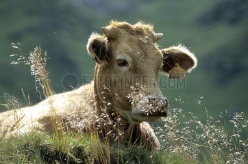 Limousine cow lying in a pasture Pyrenees France