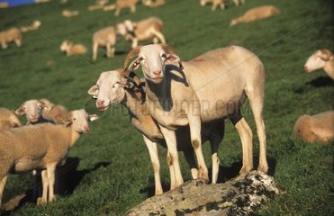 Tarasconnais ewes summering in Pyrenees France