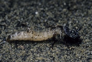Northern dune tiger beetle larva out of its burrow