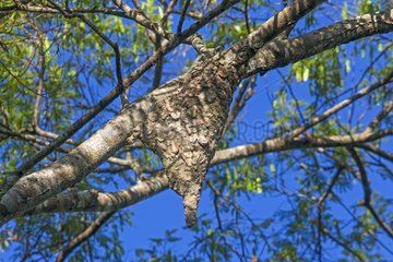 Tapiba Ant nest on a branch - Amazonas Brazil