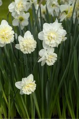 NARCISSUS 'ICE KING'