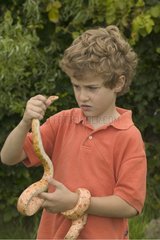 Kleiner Junge  der gefangen hält  eine Red Mais Schlange USA