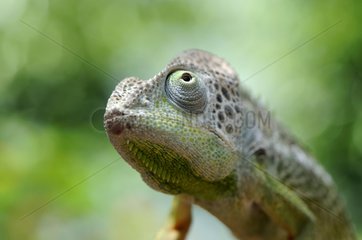 Portrait of a warty chameleon from Madagascar