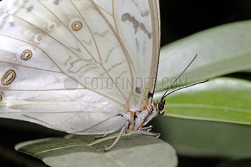 White Morpho Garden of butterflies Hunawhir France