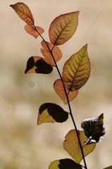 Leaf shrub days cons