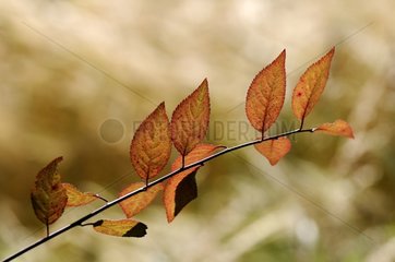 Leaf shrub days cons