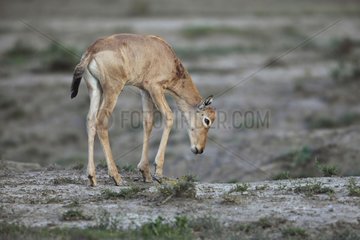 Young Red Hartebeest writhing Mountain Zebra NP RSA