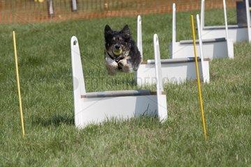 Dog jumping at agility event Gotherington Show UK