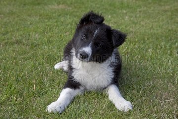 Black and white border collie sheep dog puppy Cotswolds UK