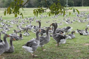 Flock of geese for feeding in the Dordogne France