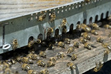 Bees at the entrance to their hive in Ain France