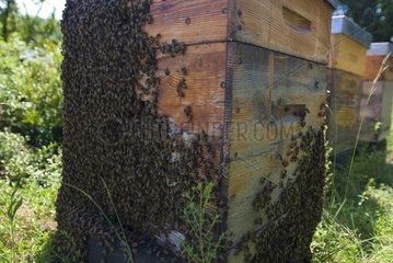 Invest a hive of bees in Ain France