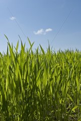 Grain field in spring in Ain France