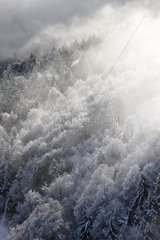 Mist on the Vosges forest in winter Petit Ballon France