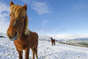 Horses on the stubble in winter Vosges Petit Ballon France