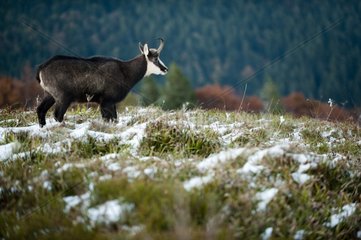 Chamois and the first snow Honeck Vosges France