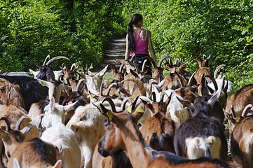 Transhumance goats Wormsa valley Vosges France