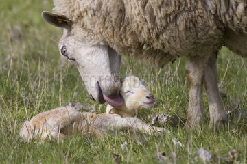 Ewe licking her newborn lamb in meadow Lorraine France
